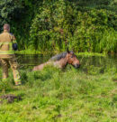 Paard te water aan Hoornsedijk weet zichzelf te redden