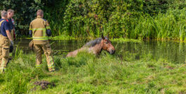 Paard te water aan Hoornsedijk weet zichzelf te redden